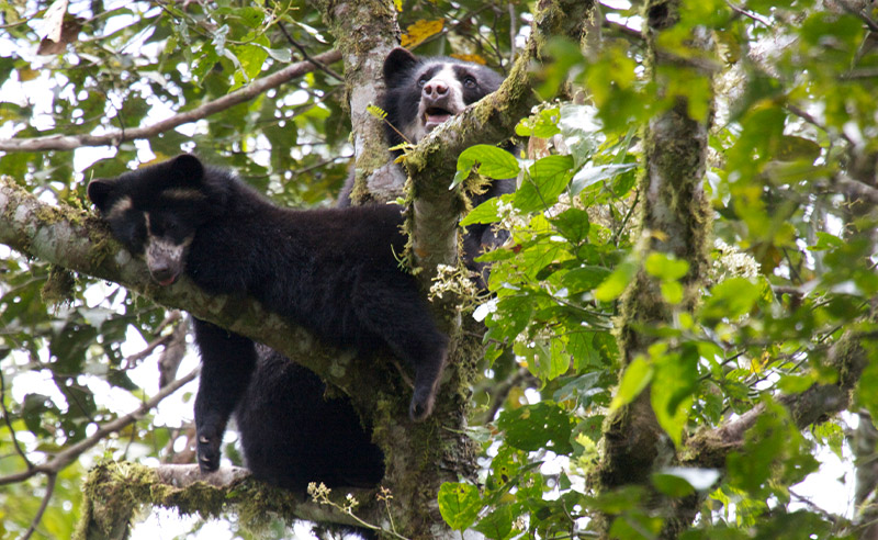 andean bears in tree